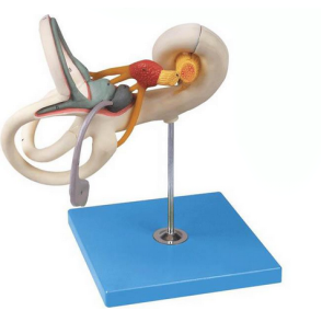 Inner ear labyrinth magnified model